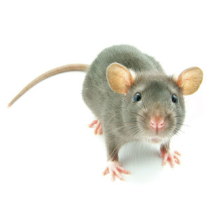 Efermedades transmitidas por roedores como ratas y ratones