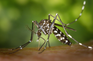 Mosquito Aedes Albopictus