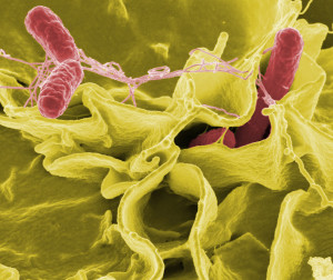 La Salmonella es una Zoonosis producidas por bacterias y virus transmitidos por Roedores